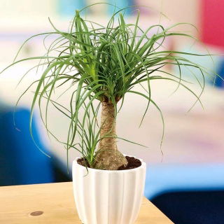 Rabo de Cavalo Palm, Sementes de Pé de Elefante - Nolina recurvata - 12 sementes - Beaucarnea recurvata