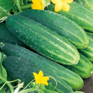 Cetriolo - Dalila F1 - 200 semi - Cucumis sativus