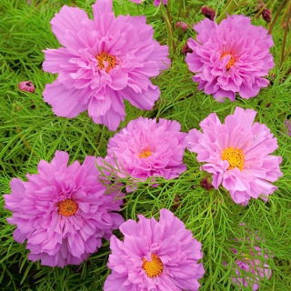 Garden cosmos "Rose Bonbon" - pink variety; Mexican aster - 75 seeds