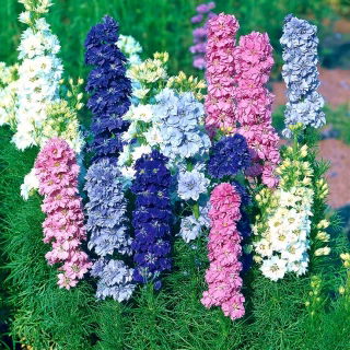 Dwarf Delphinium blandede farver frø - Delphinium elatum
