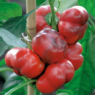 Poivron - Iga - 60 graines - Capsicum L.