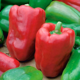 Pepper "Lena" - 65 seeds