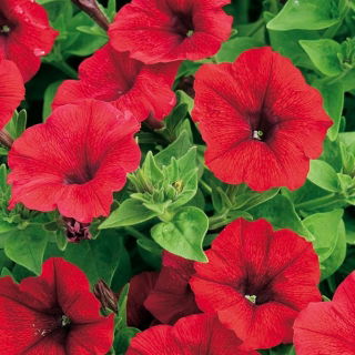 Pétunia - Superkaskadia - rouge - 12 graines - Pétunia x hybrida pendula