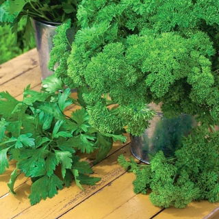 Campuran varietas peterseli daun - SEED TAPE - Petroselinum crispum  - biji