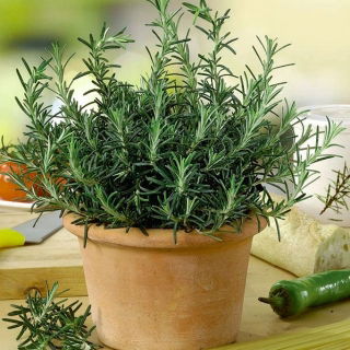 Home Garden - Rosemary - per coltivazione indoor e balcone - 80 semi - Rosmarinus officinalis