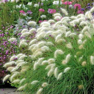 Feathertop semillas de hierba - Pennisetum villosum - Pennisetum villosum.