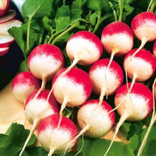 Ridikėliai - National 2 - BIO - 425 sėklos - Raphanus sativus L.