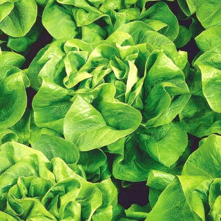 Сала́т латук листовой - Mirage - 900 семена - Lactuca sativa L. var. Capitata