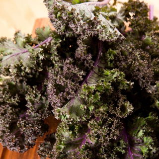 빨간 케일 "교감"- 1500 종자 - Brassica oleracea L. var. sabellica L. - 씨앗