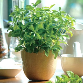 Grădină Acasă - Candilaaf "Iubito" - pentru cultivarea în interior și la balcon - 24 de semințe - Stevia rebaudiana