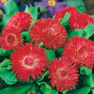 Büyük çiçekli kırmızı papatya "Grace" - 600 tohum - Bellis perennis grandiflora.  - tohumlar