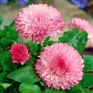 Roz mare floare margaretă "Maria" - 900 de semințe - Bellis perennis grandiflora. 