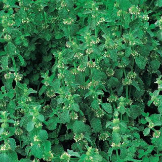 Marrube blanc - 100 graines - Marrubium vulgare
