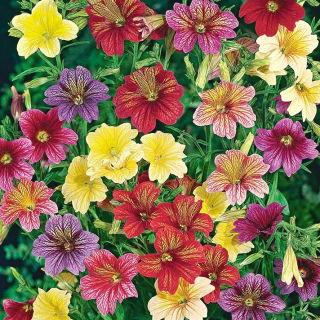 Hạt hỗn hợp sơn lưỡi - Salpiglossis sinuata - 2250 hạt