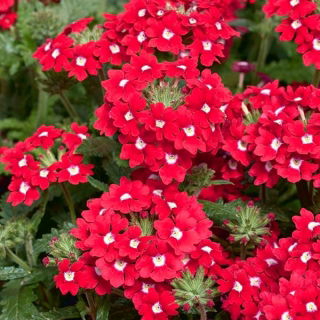 Taman verbena - bunga merah dengan titik putih; vervain taman - 120 biji - Verbena x hybrida - benih