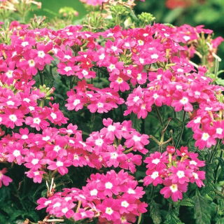 Garden vervein, verbena - pink with a white spot - 120 seeds