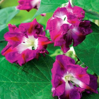 Morning Glory Raffles semințe - Ipomea imperialis - 80 de semințe - Ipomoea purpurea