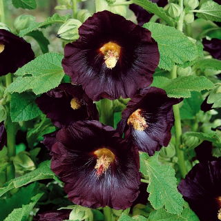 Fekete mályvarózsa - Alcea rosea var. nigra - Feltűnő gótikus virágok - Friss vetőmagok