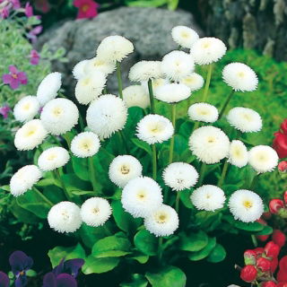 Engleski sjemenke margarine - Bellis perennis - 690 sjemenki