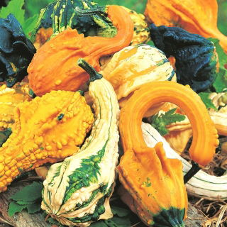 Гарбуз Осіннє крило Лебідь Мікс - Cucurbita pepo - насіння