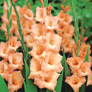 Gladiolus Peter Pears - 5 bulbs