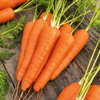 Carrot - Koral - 50 g - Sweet Roots, Perfect Fresh Snack - Fresh Seeds