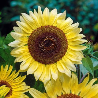 向日葵柠檬女王种子 - 向日葵 -  20粒种子 - Helianthus annus ‘Lemon Queen' - 種子
