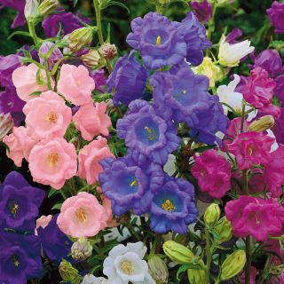 Harangvirág - Calycanthema - Campanula medium - Kecses szárak, csokrokhoz ideális - Friss vetőmagok