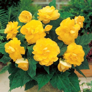Begonia Large Flowered Double Yellow - 2 bulbi - Begonia ×tuberhybrida