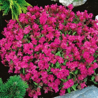Hängende Leimkraut - Silene pendula - Farbige Akzente, ideal für Hängekörbe - Samen