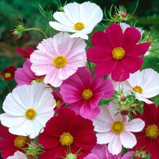 Garden cosmos, mexikansk aster "Sonata" - sort mix - 140 frön - Cosmos bipinnatus Sonata