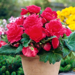 Begonia Fimbriata Pink - 2 bulbs