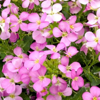 Wall Rock Cress seeds - Arabis alpina gr. rosea - 2350 seeds