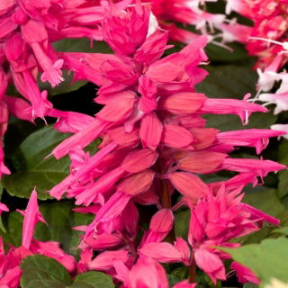 Sauge rouge - rose - 84 graines - Salvia splendens