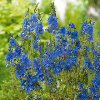 Speedwell Royal Blue magok - Veronica teucrium - 300 mag