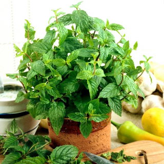 بذور النعناع - النعناع piperita -   البذور - Mentha piperita - ابذرة