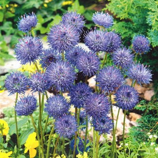 Shepherd's Scabious seeds - Jasione laevis - 900 seeds