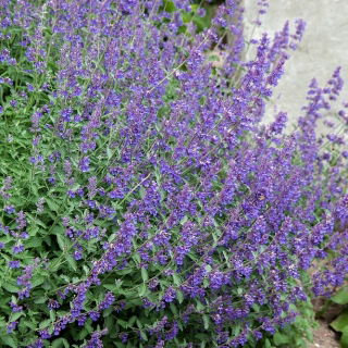 キャットミントモスキート忌避剤種 -  Nepeta mussinii  -  600粒 - Nepeta mussinii - シーズ