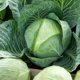 White Cabbage - Kamienna Głowa - Firm, Crisp Heads, Late Season Harvest - Fresh Seeds