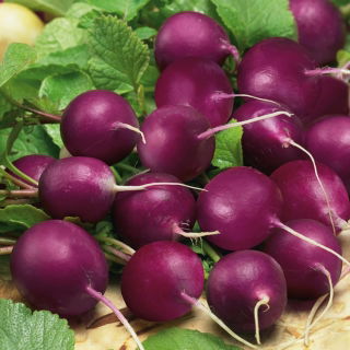 Radieschen, Radies - Viola - Kräftig violett, zart und knackig - Samen