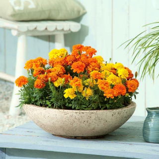 Tagetes - Sammets - Bonanza Series - 175 frön - Tagetes patula L.