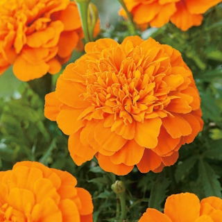 Œillet d'Inde - Tagetes patula nana - Mandarin - 158 graines - orange