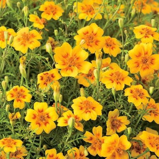 Signet marigold "Lemon Star" - lemon with red rim; golden marigold - 351 seeds