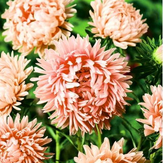 粉红橙色高牡丹翠菊“珍妮” -  250粒种子 - Callistephus chinensis  - 種子