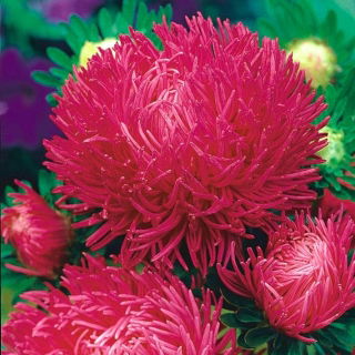 Needle-petal aster "Inga" - pink-red, tall variety - 450 seeds