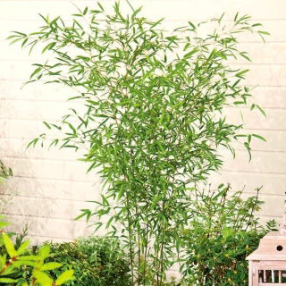 黄色の溝の種 -  Phyllostachys aureosulcata - Phyllostachys pubescens - シーズ
