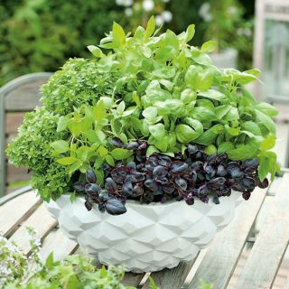 Taman Rumah - campuran varietas Basil - untuk budidaya dalam ruangan dan balkon; Great basil, Saint-Joseph "s-wort - 325 biji - Ocimum basilicum 