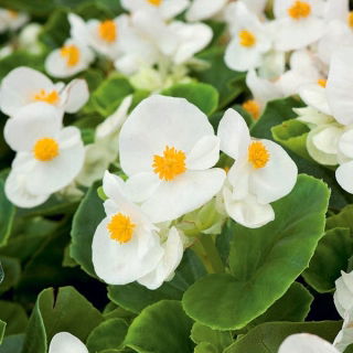Fehér Wax Begonia mag - Begonia semperflorens - 1200 mag - magok