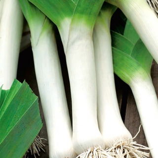 BIO - Leek - ověřil organická semena - Allium porrum