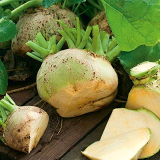 Benih Rutabaga Saba - Brassica napus l. var. napobrassica - 3500 biji
